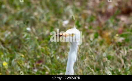 Aus nächster Nähe sehen Sie einen Viehreiher Bubulcus ibis Vogel, der in einem grünen Grasfeld steht und sich anmutig bewegt. Stockfoto