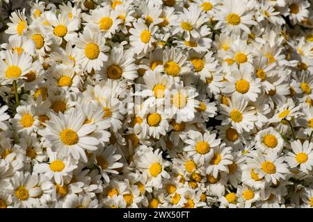 Osteospermum akila Gänseblümchen weiß Blumen ​daisy Kamille marguerite Gold Gänseblümchen Stockfoto