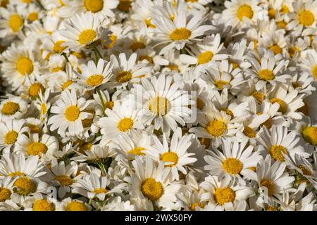 Osteospermum akila Gänseblümchen weiß Blumen ​daisy Kamille marguerite Gold Gänseblümchen Stockfoto