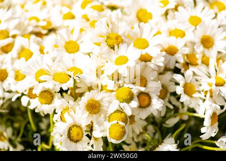 Osteospermum akila Gänseblümchen weiß Blumen ​daisy Kamille marguerite Gold Gänseblümchen Stockfoto