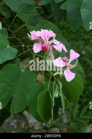 Orchideenbaum, Bauhinia variegata, Caesalpinioideae, Fabaceae. Costa Rica. Heimisch im tropischen Indien und China. Stockfoto