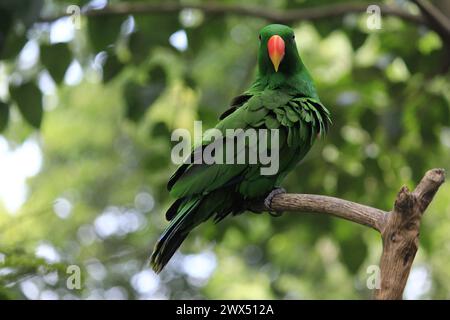 Nuri Bayan (Eclectus Roratus), ein Papagei mit Intelligenz, menschliche Stimmen zu imitieren. Der Lebensraum der Vögel liegt in den Wäldern von Maluku und Papua. Stockfoto