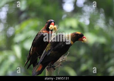 Zwei Vögel Dusky Lory (Pseudeos Fuscata), die auf demselben Ast thronten. Stockfoto