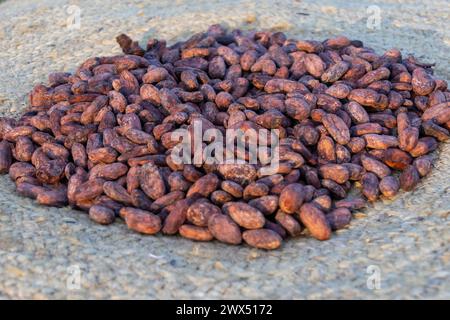 Ein Haufen Kakao oder Kakaobohnen fermentiert auf einer rauschenden Kulisse Stockfoto