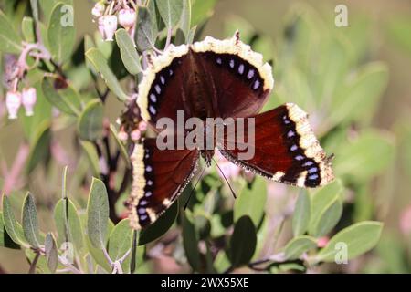 Trauermantel Schmetterling oder Nymphalis Antiopa, die sich von Manzanita-Blüten ernähren, im Rumsey Park in Payson, Arizona. Stockfoto