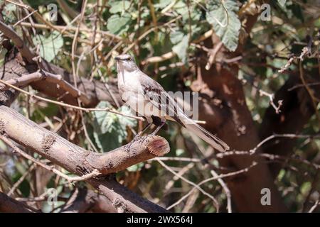 Nordmockingbird oder Mimus polyglottos, die auf einem Baumzweig auf der Uferwasserranch in Arizona thront. Stockfoto