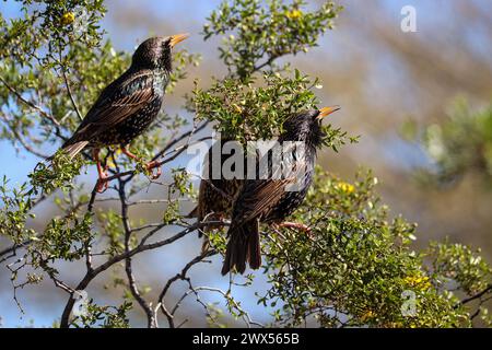 Kleine Gruppe von gewöhnlichen Starnen oder Sturnus vulgaris singen in einem Kreosote-Busch im Veteran's Oasis Park in Arizona. Stockfoto