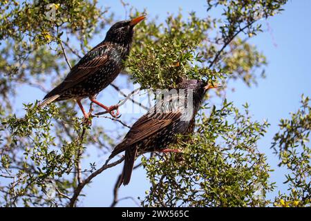 Kleine Gruppe von gewöhnlichen Starnen oder Sturnus vulgaris singen in einem Kreosote-Busch im Veteran's Oasis Park in Arizona. Stockfoto