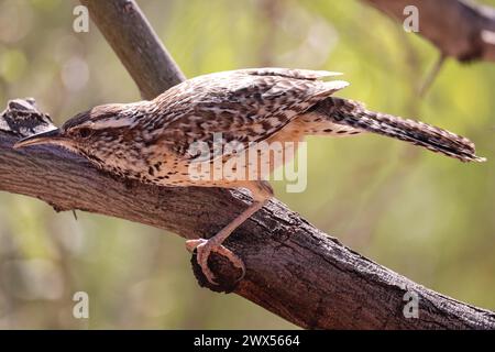 Cactus Wren oder Campylorhynchus brunneicapillus, der in einem Mesquite-Baum im Desert Botanical Garden in Arizona thront. Stockfoto