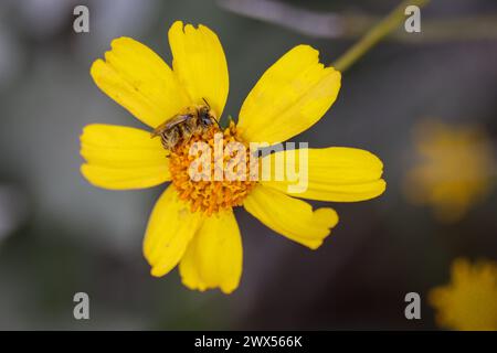 Eine kleine Einzelbiene sammelt Pollen aus einer brüchigen Buschblüte im Veteran's Oasis Park in Arizona. Stockfoto