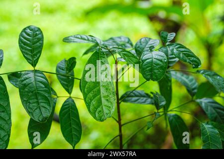 Wintermorgen Blätter, Mahagoni Blätter, Tautropfen, Regentropfen, Selektiver Fokus Stockfoto