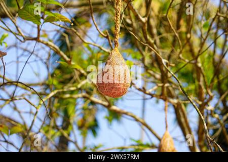 Nest von Webervögeln, die am Baum hängen, Tailorbird Strohnest Stockfoto