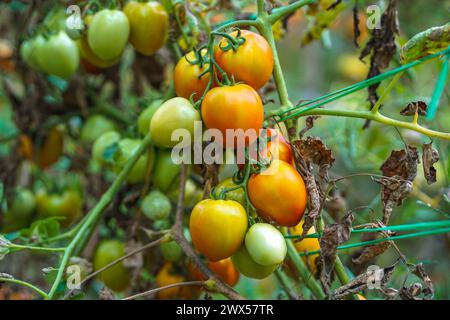 Grüne und rote Tomaten hängen an seinem Baum Stockfoto