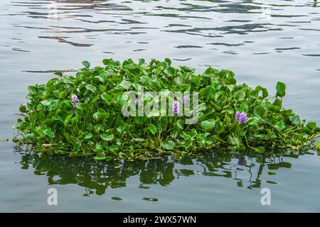 Wasserhyazinthen und Blumen, die im Fluss schwimmen (Pontederia crassipes) Stockfoto