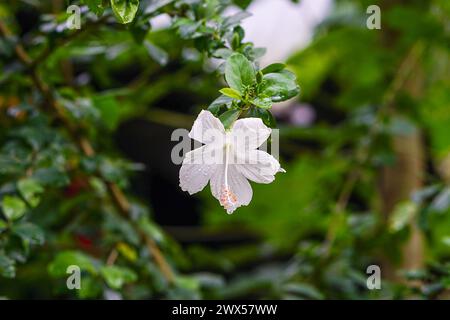 Weiße Schuh- und Pflanzenblume Nahaufnahme, selektiver Fokus, Wassertropfen, Regenzeit Stockfoto