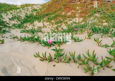 Am Strand blühende Segefeisblumen oder Eispflanzen. Sanddünen und einheimische Pflanzen, kalifornische Küstenlandschaft Stockfoto