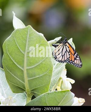 Weiblicher Monarchschmetterling legt ein Ei auf eine Kronenblumenpflanze. Stockfoto