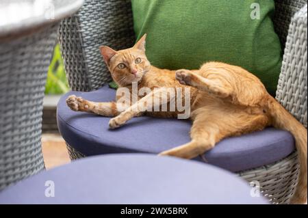 Eine entzückende orangene Katze liegt auf einem Liegestuhl im Freien auf einer Terrasse. Tierkonzept Stockfoto