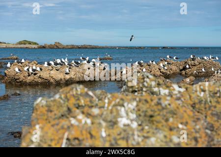 Die Möwen treffen sich an der felsigen Küste bei Sonnenuntergang in Owhiro Bay, Wellington, Neuseeland Stockfoto