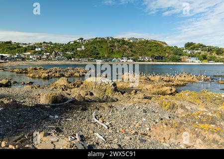 Die Möwen treffen sich an der felsigen Küste bei Sonnenuntergang in Owhiro Bay, Wellington, Neuseeland. Stockfoto