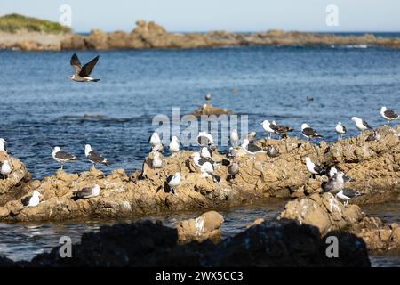 Die Möwen treffen sich an der felsigen Küste bei Sonnenuntergang in Owhiro Bay, Wellington, Neuseeland. Stockfoto