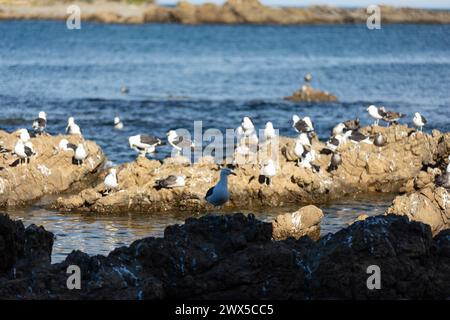 Die Möwen treffen sich an der felsigen Küste bei Sonnenuntergang in Owhiro Bay, Wellington, Neuseeland. Stockfoto