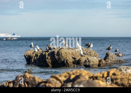 Möwen sitzen an der felsigen Küste der Owhiro Bay in Wellington, Neuseeland. Im Hintergrund fährt eine Fähre vorbei. Stockfoto