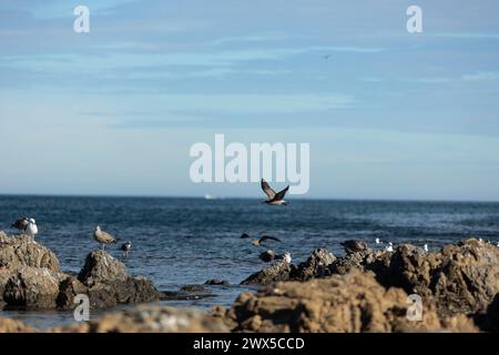 Möwen sitzen an der felsigen Küste der Owhiro Bay in Wellington, Neuseeland. Stockfoto