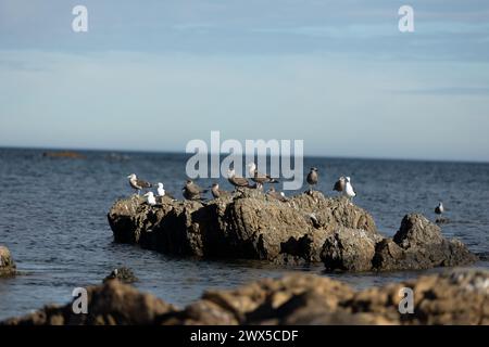 Möwen sitzen an der felsigen Küste der Owhiro Bay in Wellington, Neuseeland. Stockfoto