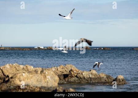 Die Möwen treffen sich an der felsigen Küste bei Sonnenuntergang in Owhiro Bay, Wellington, Neuseeland. Stockfoto