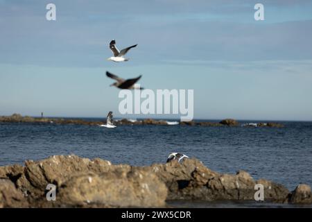 Die Möwen treffen sich an der felsigen Küste bei Sonnenuntergang in Owhiro Bay, Wellington, Neuseeland. Stockfoto