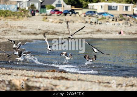 Möwen fliegen im Taputeranga Marine Reserve in Owhiro Bay, Wellington, Neuseeland. Stockfoto