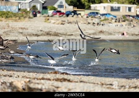 Möwen fliegen im Taputeranga Marine Reserve in Owhiro Bay, Wellington, Neuseeland. Stockfoto