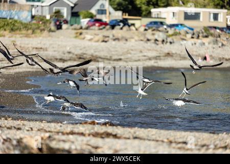 Möwen fliegen im Taputeranga Marine Reserve in Owhiro Bay, Wellington, Neuseeland. Stockfoto