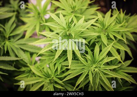 Hamburg, Deutschland. Februar 2024. Cannabispflanzen (ca. 4 Wochen alt) in ihrer Wachstumsphase in einem Wachstumszelt unter künstlicher Beleuchtung in einem privaten Raum. Am 22. März hat der Bundesrat den Weg für die teilweise Legalisierung von Cannabis am 1. April frei gemacht. Quelle: Christian Charisius/dpa/Alamy Live News Stockfoto