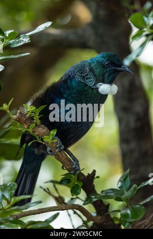 Er singt Tui Vogel in einem Baum in Neuseeland. TUI-Vögel sind in Neuseeland beheimatet und haben kulturelle Bedeutung in der Mythologie und Tradition der Māori. Stockfoto