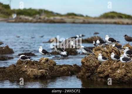 Möwen sammeln sich im Marine Reserve in Owhiro Bay, Wellington, Neuseeland Stockfoto