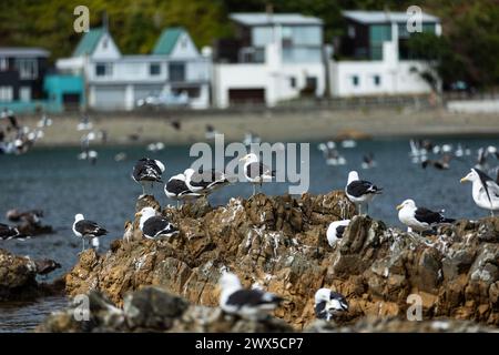 Möwen sammeln sich im Marine Reserve in Owhiro Bay, Wellington, Neuseeland Stockfoto