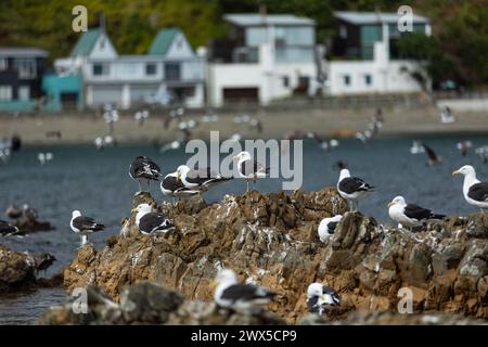 Möwen sammeln sich im Marine Reserve in Owhiro Bay, Wellington, Neuseeland Stockfoto