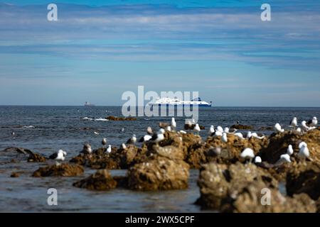 Möwen sitzen an der felsigen Küste der Owhiro Bay in Wellington, Neuseeland. Im Hintergrund fährt eine Fähre vorbei Stockfoto