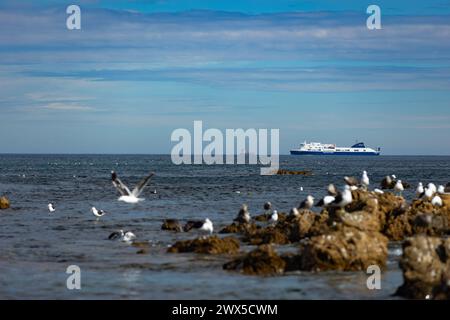 Möwen sitzen an der felsigen Küste der Owhiro Bay in Wellington, Neuseeland. Im Hintergrund fährt eine Fähre vorbei Stockfoto