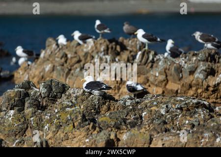 Die Möwen treffen sich an der felsigen Küste bei Sonnenuntergang in Owhiro Bay, Wellington, Neuseeland Stockfoto