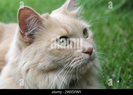 Porträt einer Ingwerkatze, die auf dem Gras sitzt Stockfoto