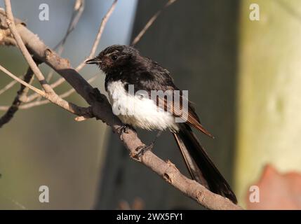 Willie Bachtail Vogel sitzt auf einem Baumzweig Stockfoto