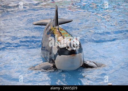 SMG Sea World FLXX Blackfish Xmas 122013 40.JPG ORLANDO, FL - 20. DEZEMBER: Der belagerte Freizeitpark SeaWorld hat seinen ersten großen PR-Angriff gegen Blackfish gestartet, um fast 12 Monate Schaden auszugleichen, der durch den schrecklichen Dokumentarfilm verursacht wurde, der die 39-jährige Behandlung von Killerwalen in Gefangenschaft im Aquarium dokumentiert. Der in Orlando ansässige Marine Park hat in acht der größten Zeitungen des Landes ganzseitige Anzeigen geschaltet, die mit Absagen von hochkarätigen Künstlern und Schulausflügen, zusammen mit aggressiven Kampagnen für Tieraktivisten und einem beschädigten Image getroffen wurden Stockfoto