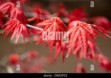 Rote japanische Ahornblätter im frühen Frühjahr im Atlanta Botanical Garden in Midtown Atlanta, Georgia. (USA) Stockfoto