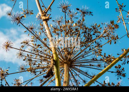 Trockene Stämme und Regenschirme mit Samen einer giftigen Pflanze Sosnowsky's Hogweed Heracleum sosnowskyi Stockfoto