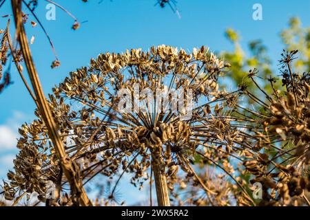 Trockene Stämme und Regenschirme mit Samen einer giftigen Pflanze Sosnowsky's Hogweed Heracleum sosnowskyi Stockfoto