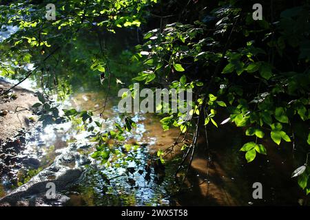 Wunderschöner Blick auf einen flachen Bach, Blendung und Reflexion durch Sonnenlicht Stockfoto