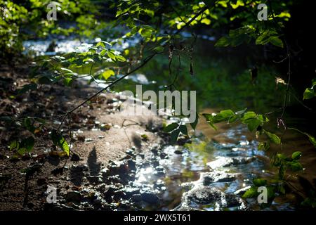 Wunderschöner Blick auf einen flachen Bach, Blendung und Reflexion durch Sonnenlicht Stockfoto